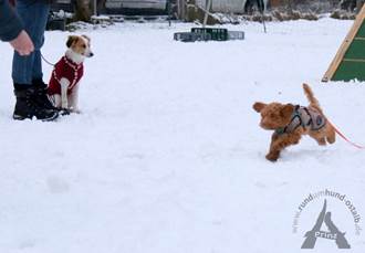 Ein Bild, das Hund, Schnee, drauen, Schlitten enthlt.

Automatisch generierte Beschreibung