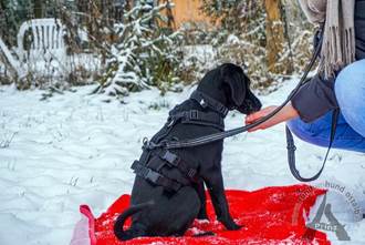 Ein Bild, das Hund, drauen, Schnee enthlt.

Automatisch generierte Beschreibung
